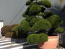 Arbres Nuage Japonais - Bonsai Geant Juniperus Virg. 'glauca ... avec Specialiste Du Jardin