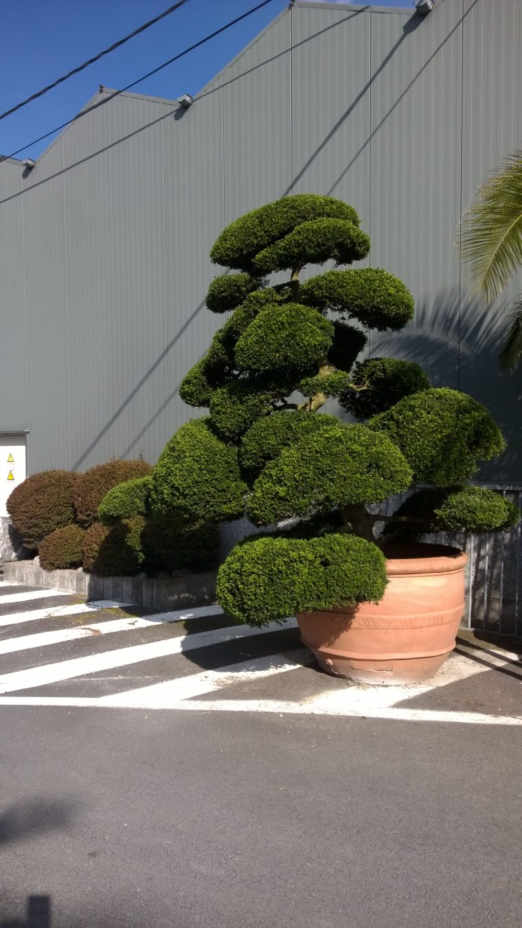 Arbres Nuage Japonais – Bonsai Geant Juniperus Virg. 'glauca … avec Specialiste Du Jardin