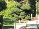 Arbres Nuage Japonais - Bonsai Geant Juniperus Virg. 'glauca ... concernant Specialiste Du Jardin