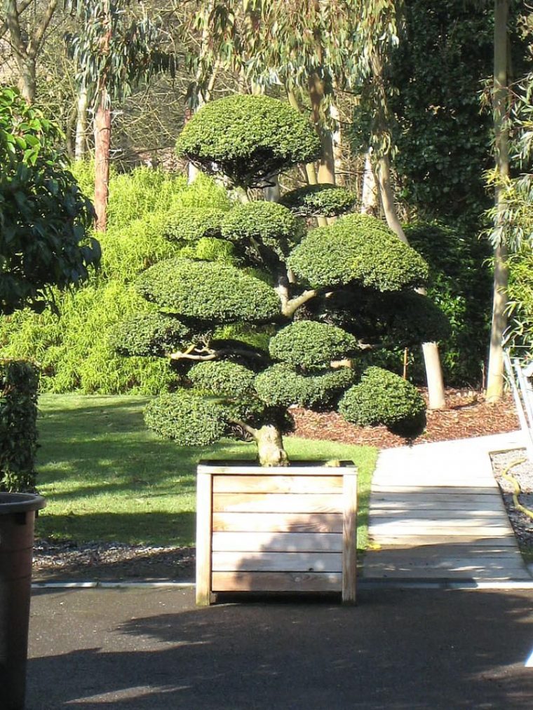 Arbres Nuage Japonais – Bonsai Geant Juniperus Virg. 'glauca … concernant Specialiste Du Jardin