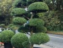 Arbres Nuage Japonais - Bonsai Geant Juniperus Virg. 'glauca ... pour Specialiste Du Jardin