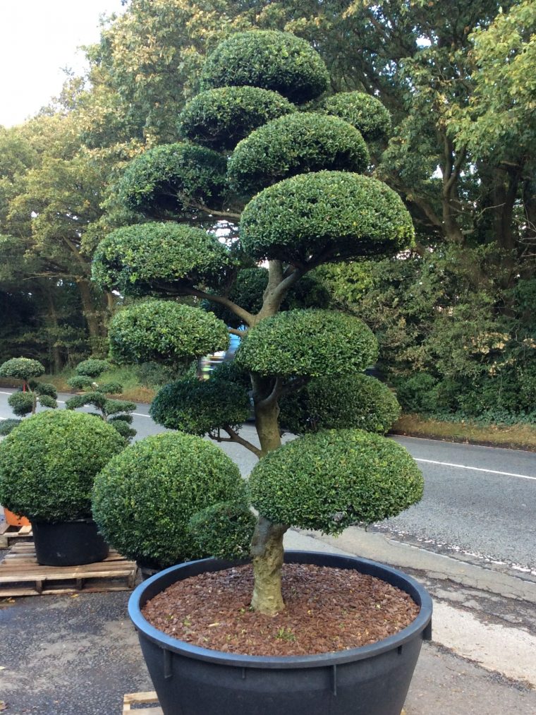 Arbres Nuage Japonais – Bonsai Geant Juniperus Virg. 'glauca … pour Specialiste Du Jardin