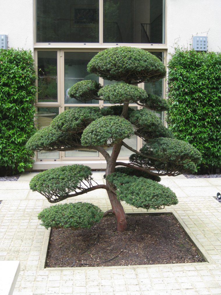 Arbres Nuage Japonais – Bonsai Geant Juniperus Virg. 'glauca … serapportantà Idee Amenagement Jardin Zen