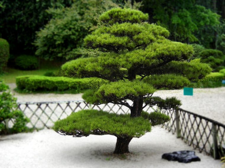 Arbuste Pour Jardin Japonais - Deco Maison Design | Jardin ... serapportantà Arbustes Decoration Jardin