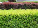 Arbustes À Croissance Rapide | Place Des Jardins: Le Blog dedans Buisson Pour Jardin