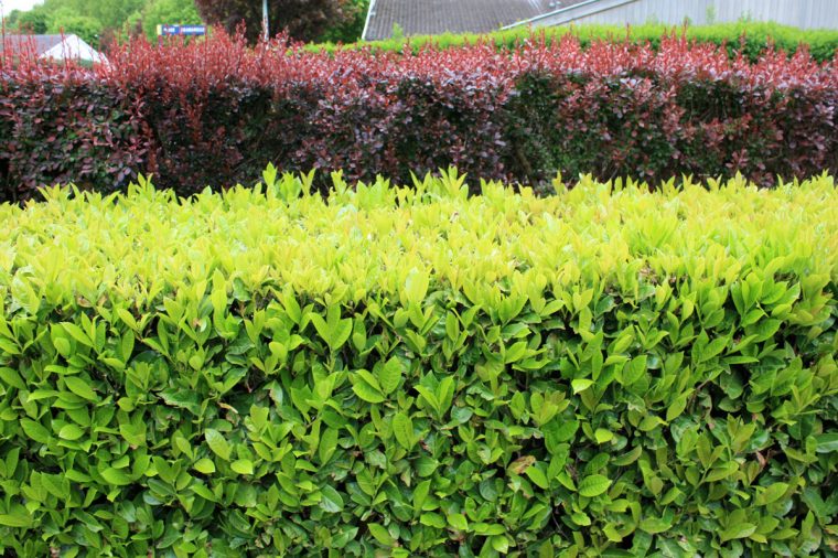 Arbustes À Croissance Rapide | Place Des Jardins: Le Blog serapportantà Haie De Jardin Pousse Rapide