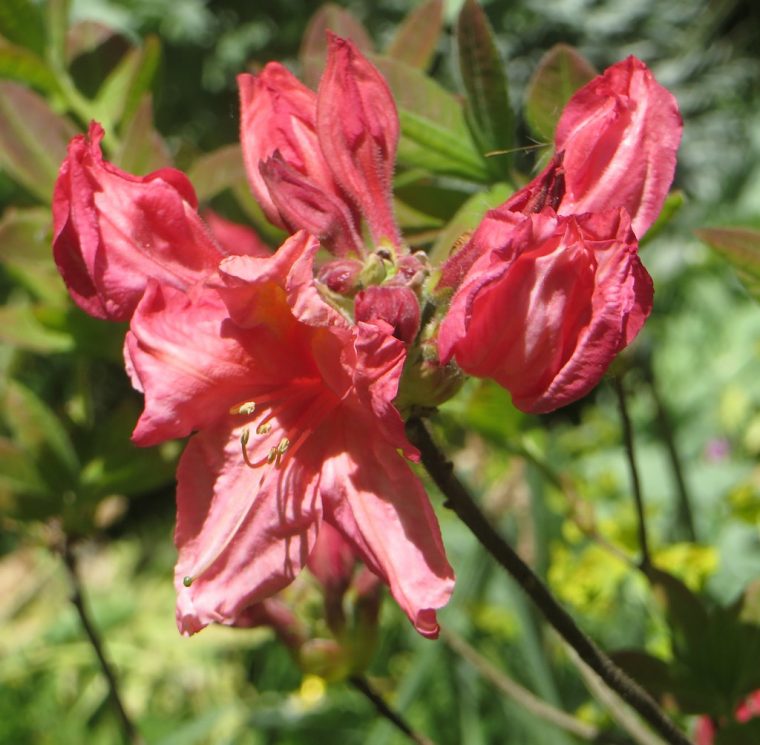 Au Jardin, Azalée Mollis "berry Rose", Bosdarros, Béarn, P … à Azalée De Jardin