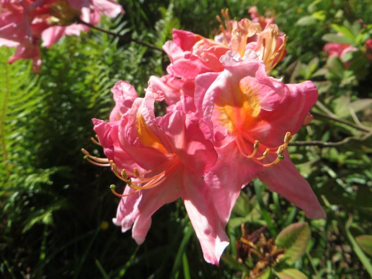 Au Jardin, Azalée Mollis "berry Rose", Bosdarros, Béarn, P … serapportantà Azalée De Jardin