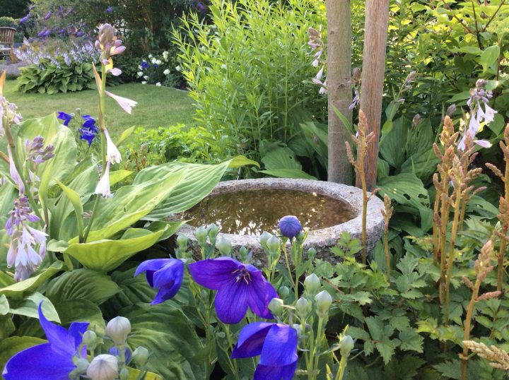 Autre Idée De Réceptacle D'eau | Jardins, Conifères, Copeaux … intérieur Copeaux De Bois Jardin