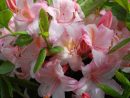 Azalee De Chine 'candy Lights' | Fleurs Roses Pâles, Fleurs ... tout Azalée De Jardin
