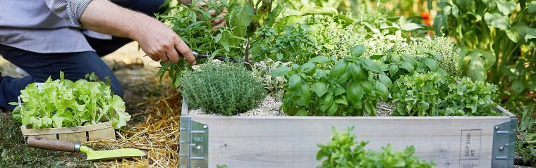 Bac À Potager Et Jardinière Sur Pieds : Botanic®, Carré … tout Acheter Un Jardin Potager