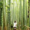 Bambou Déco: 40 Idées Pour Un Décor Jardin Avec Du Bambou dedans Déco Jardin Bambou