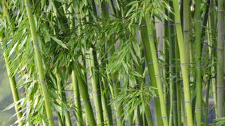 Bambous Envahissants : Les Solutions Pour S'en Débarrasser intérieur Comment Eliminer Les Bambous Dans Un Jardin