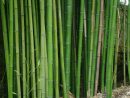 Bambous Traçants : Comment Les Éradiquer ? avec Comment Eliminer Les Bambous Dans Un Jardin