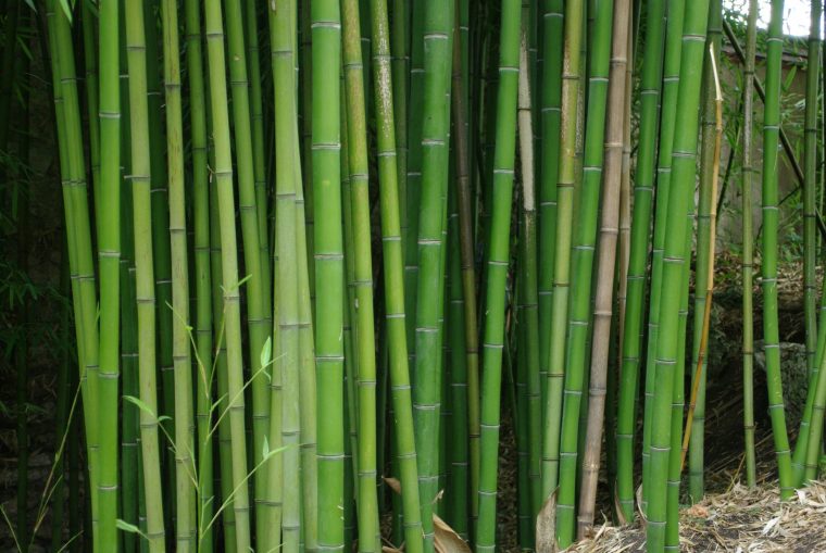 Bambous Traçants : Comment Les Éradiquer ? avec Comment Eliminer Les Bambous Dans Un Jardin