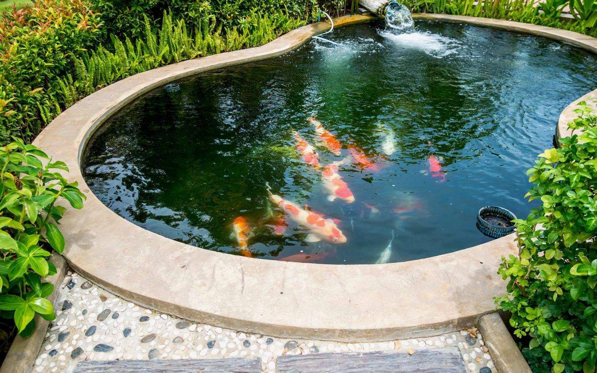 Bassin De Jardin : Quand Introduire Des Poissons ? à Bac A Poisson Jardin