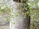 Beautiful Grey Ceramic Vase With A Nature Touch. | Planten ... concernant Plante Jardin Zen