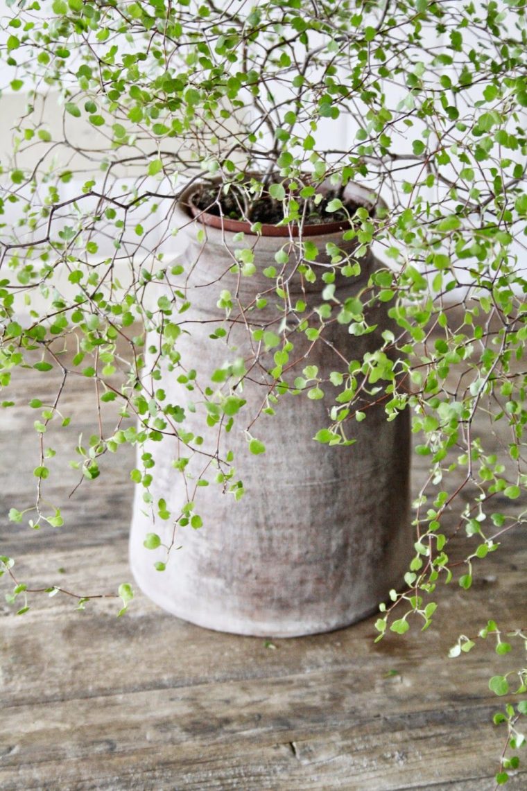 Beautiful Grey Ceramic Vase With A Nature Touch. | Planten … concernant Plante Jardin Zen