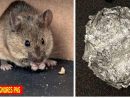 Bicarbonate De Soude Pour Empêcher Les Souris Et Les Rats D ... destiné Comment Se Débarrasser Des Rats Dans Le Jardin
