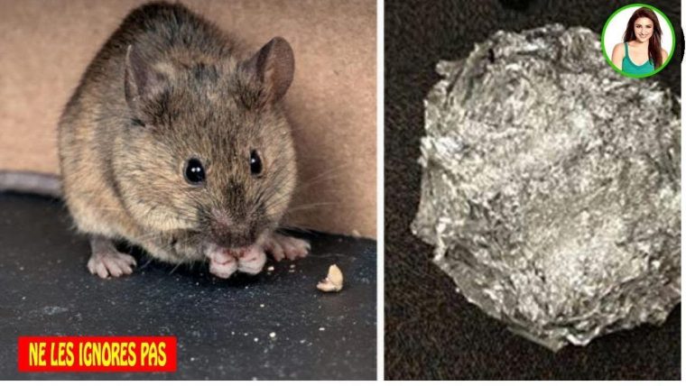Bicarbonate De Soude Pour Empêcher Les Souris Et Les Rats D … destiné Comment Se Débarrasser Des Rats Dans Le Jardin
