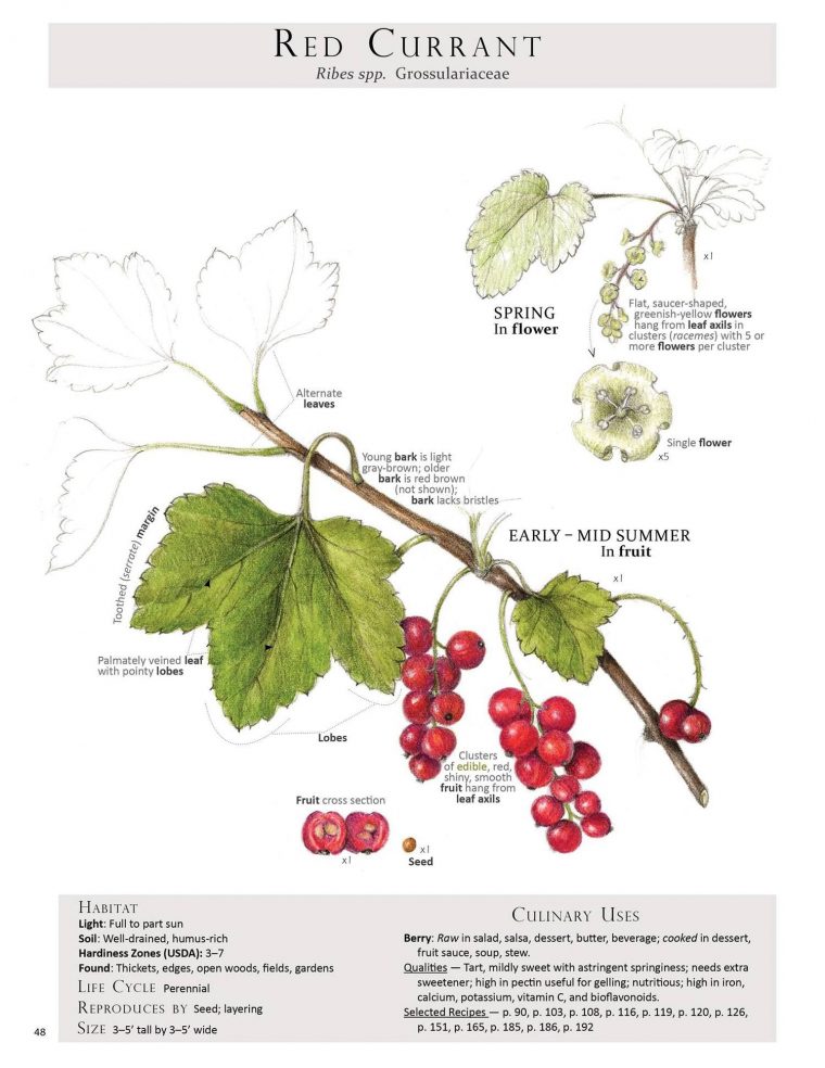 Book Review – Foraging & Feasting | Plantas Silvestres … serapportantà Forage Jardin