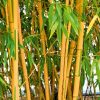 Brise Vue Bambou : Osez L'exotime. | Jardindeco dedans Déco Jardin Bambou