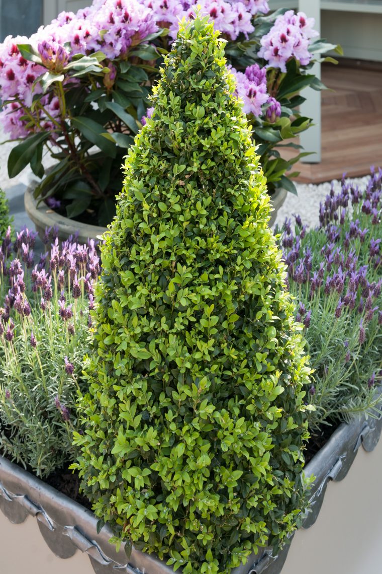 Buis Commun 'pyramidalis' – Buis – Arbuste – Arbre, Arbuste … avec Arche Jardin Jardiland
