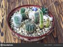 Cactus Wood, Small Garden Miniature Plants Still Life ... concernant Jardin Cactus Miniature