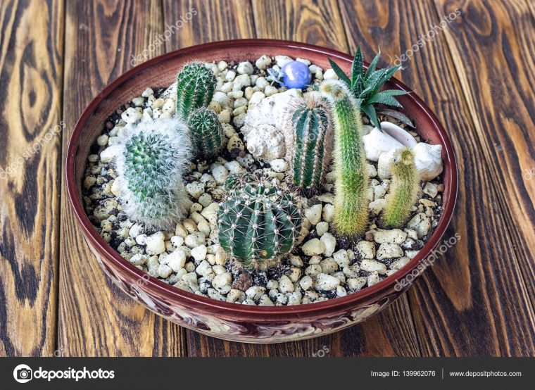 Cactus Wood, Small Garden Miniature Plants Still Life … concernant Jardin Cactus Miniature
