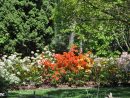 Calendrier Des Floraisons Des Arbustes Et Rosiers - Le ... encequiconcerne Buisson Pour Jardin