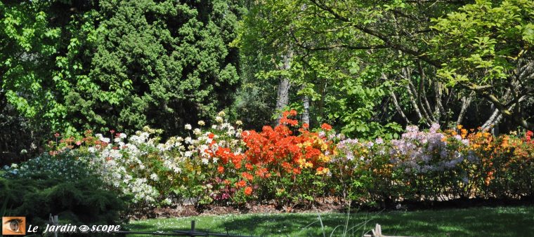 Calendrier Des Floraisons Des Arbustes Et Rosiers – Le … encequiconcerne Buisson Pour Jardin