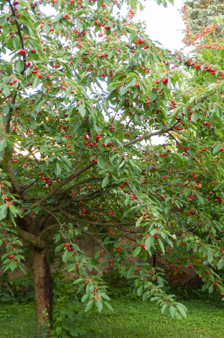 Cerisier – Arbre Et Arbuste Fruitier – Potager & Verger … tout Arche Jardin Jardiland