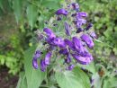Chambres D'hôtes Au Jardin Des Violettes : Juillet 2018 serapportantà Bruler Feuilles Jardin