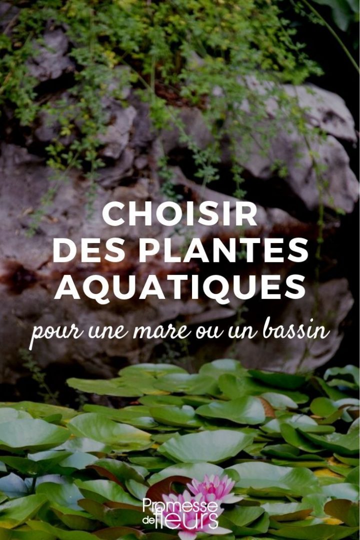 Choisir Des Plantes Aquatiques Pour Une Mare Ou Un Bassin … avec Plante Bassin De Jardin