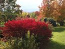 Choisir Et Planter Les Arbres Aux Plus Belles Couleurs D'automne concernant Arbustes Decoration Jardin
