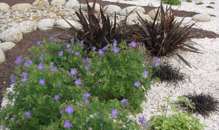 Choisir Les Plantes Et Le Gravier D'un Jardin Sur Gravier … tout Jardin Avec Galets Blancs