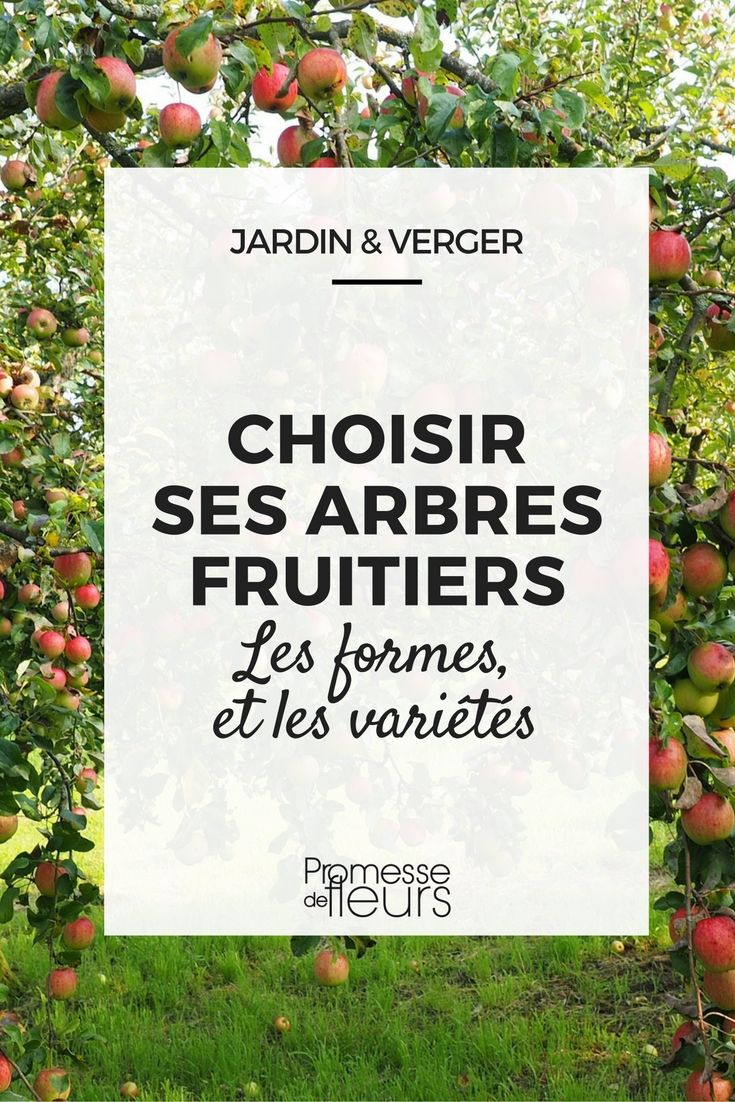 Choisir Ses Arbres Fruitiers : Formes Et Variétés | Jardin … à Petit Arbre Fruitier Jardin