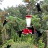 Colibris Au Jardin De Balata, Martinique. - Le Blog De Acbx41 encequiconcerne Au Jardin Des Colibris
