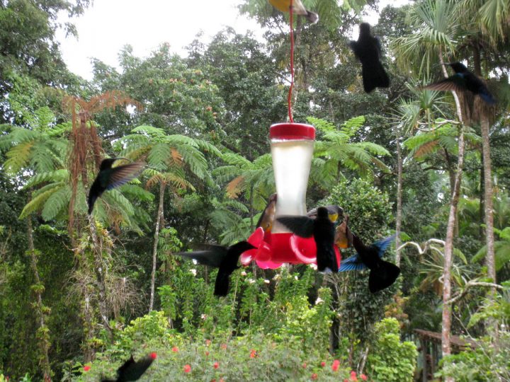 Colibris Au Jardin De Balata, Martinique. – Le Blog De Acbx41 encequiconcerne Au Jardin Des Colibris