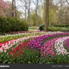 Colorful Flowers Keukenhof Garden Lisse Holland Netherlands ... serapportantà Jardin De Keukenhof