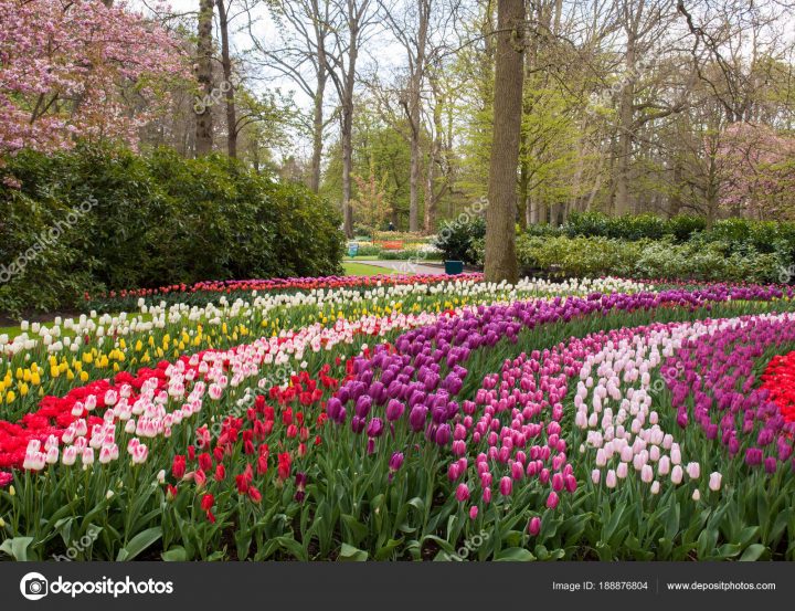 Colorful Flowers Keukenhof Garden Lisse Holland Netherlands … serapportantà Jardin De Keukenhof