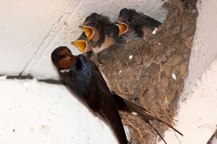 Comment Accueillir Les Oiseaux Au Jardin Au Printemps : Diy … dedans Abri Oiseau Jardin