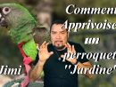 Comment Apprivoiser Un Perroquet ''jardine'' -  ... avec Perroquet Jardine