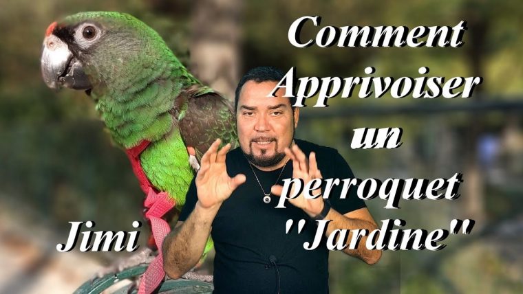 Comment Apprivoiser Un Perroquet ''jardine'' –  … avec Perroquet Jardine