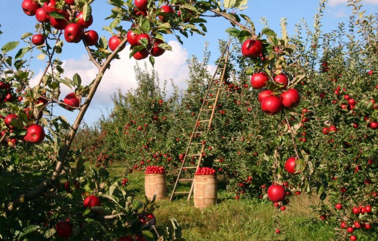 Comment Bien Planter Un Arbre Fruitier ? encequiconcerne Quel Arbre Fruitier Pour Petit Jardin