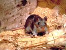 Comment Dératiser Naturellement ? | Ferme Croix concernant Comment Se Débarrasser Des Rats Dans Le Jardin