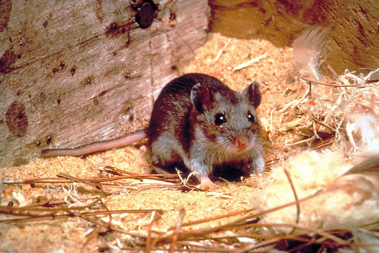 Comment Dératiser Naturellement ? | Ferme Croix concernant Comment Se Débarrasser Des Rats Dans Le Jardin
