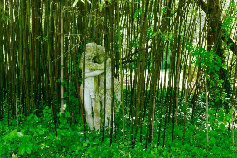 Comment Éliminer Les Bambous Cavaleurs – Hortus Focus I Mag destiné Comment Eliminer Les Bambous Dans Un Jardin
