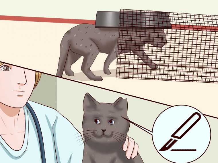 Comment Éloigner Les Chats: 13 Étapes avec Chasser Les Chats Du Jardin