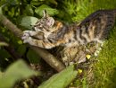 Comment Éloigner Les Chats De Son Jardin ? Nos Conseils destiné Chasser Les Chats Du Jardin